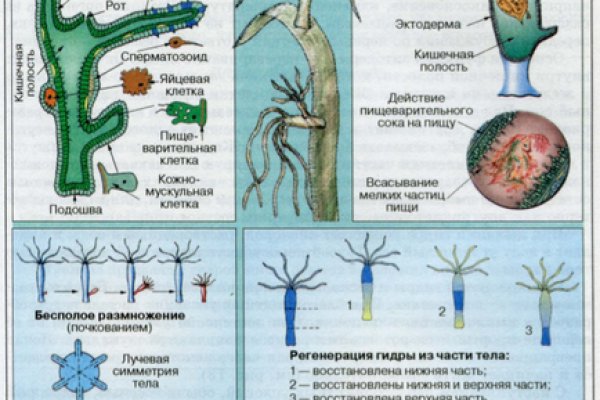 Как зайти на kraken в 2024